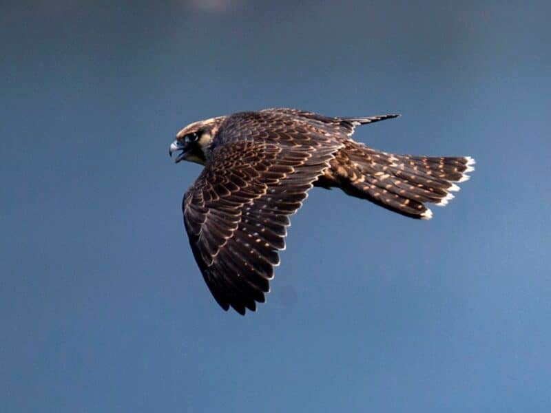 Peregrine falcon @ Acadia National Park