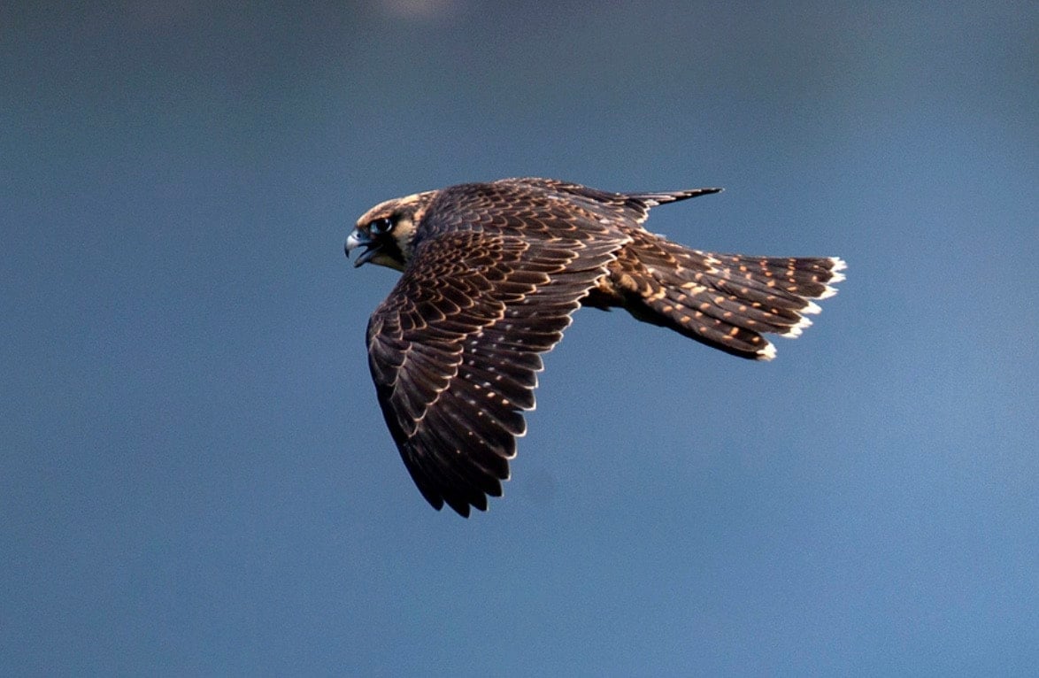 Peregrine falcon @ Acadia National Park