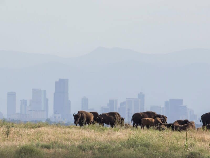 Bison in Rocky Mountain Arsenal National Wildlife Refuge.