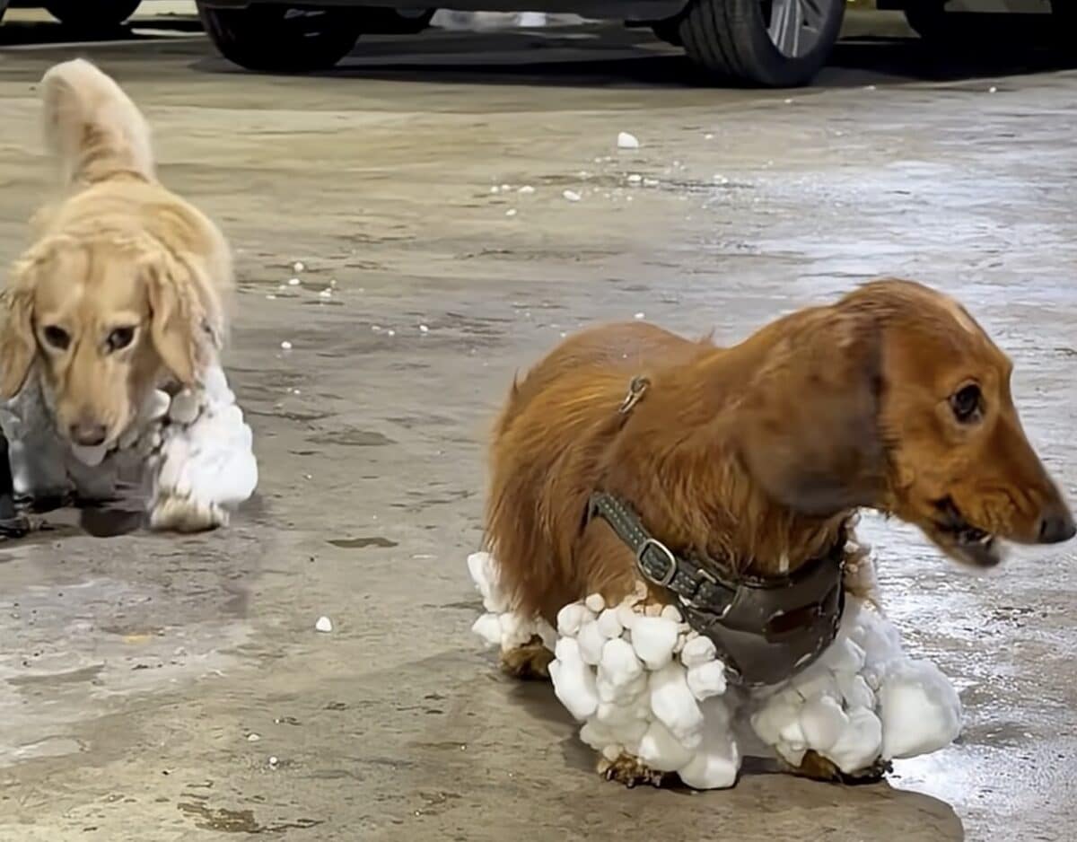 Long-haired dachshunds after NYC snowstorm