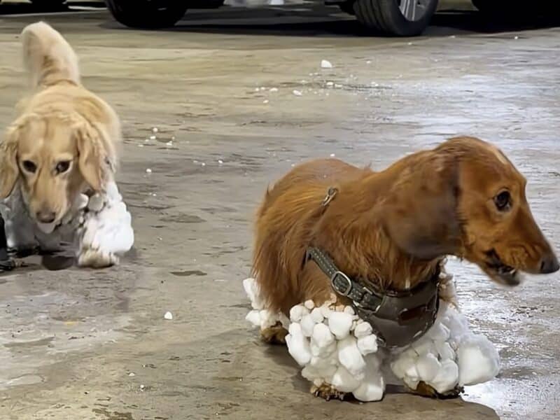 Long-haired dachshunds after NYC snowstorm