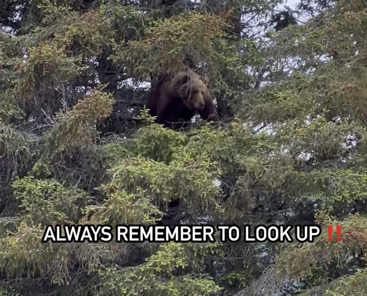 Adult female grizzly filmed high in tree