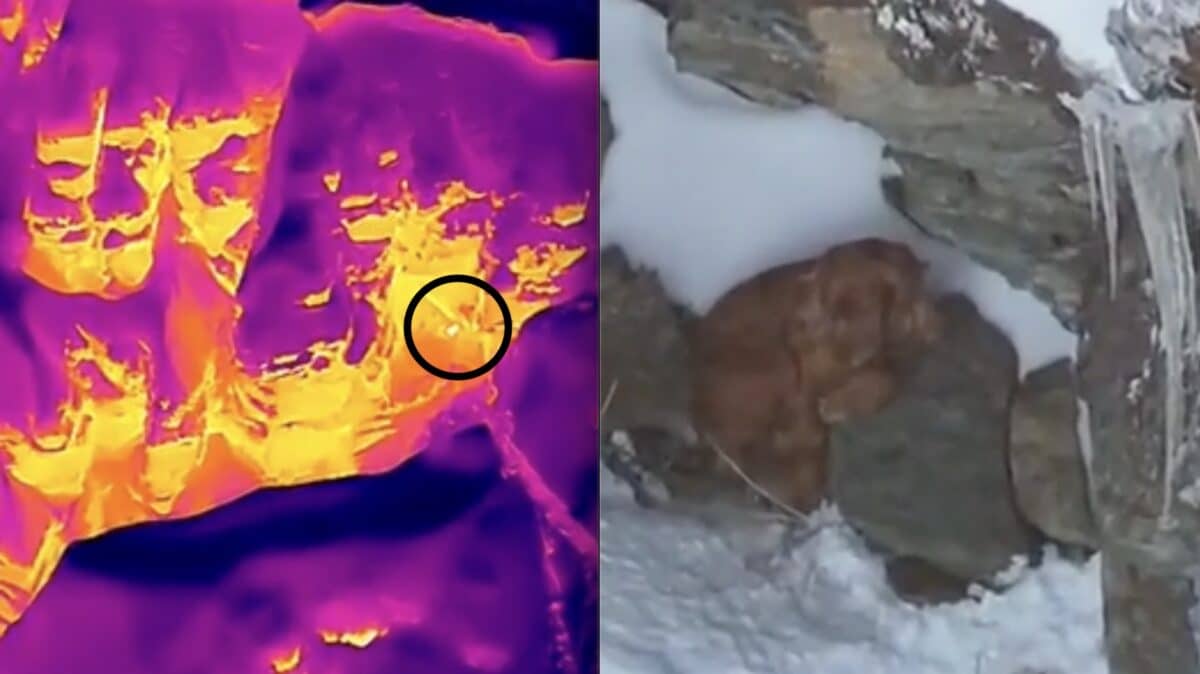 Hiker locates lost dog with thermal drone.