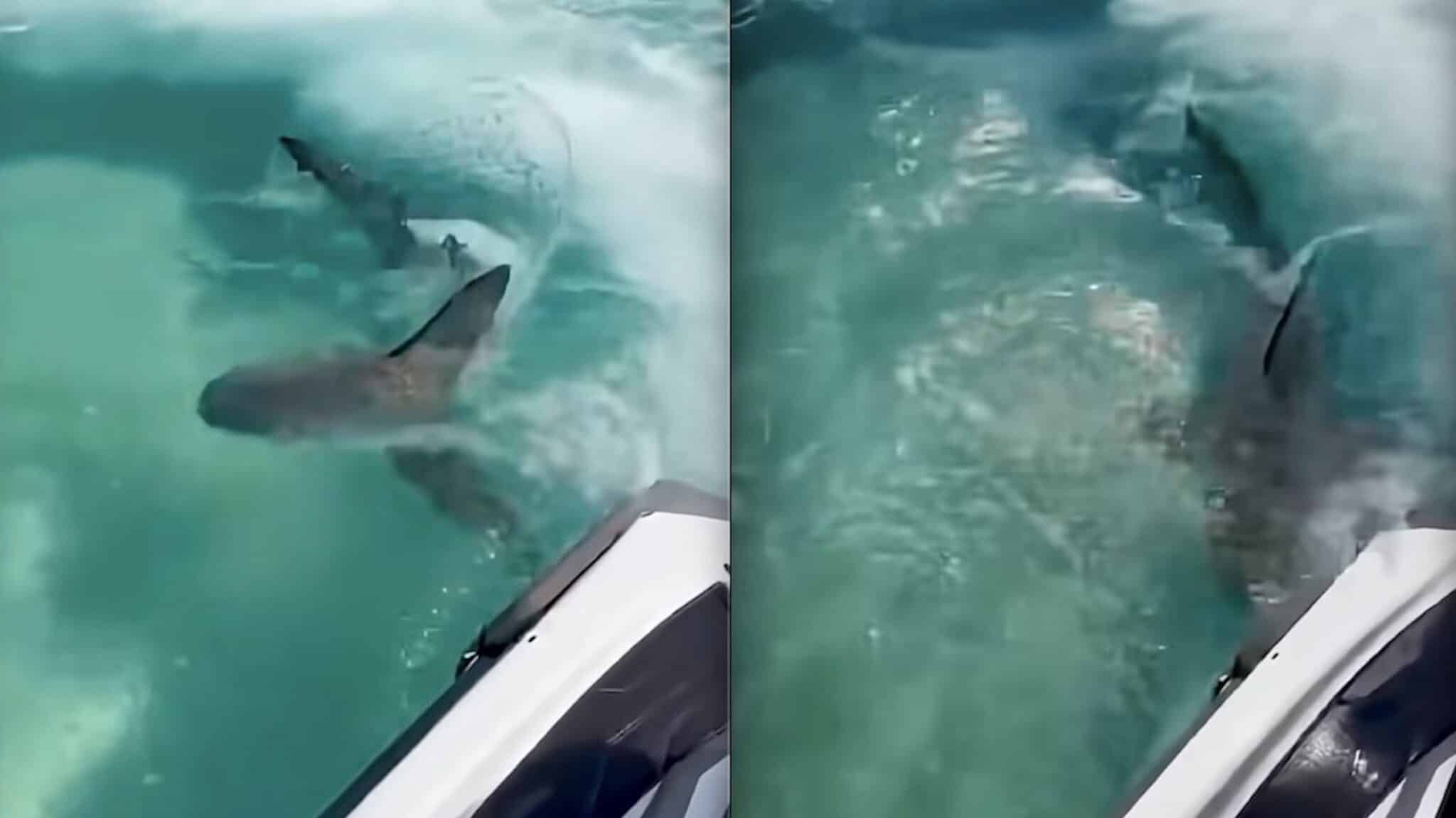 Bull Shark Attacks Jet Ski In Florida