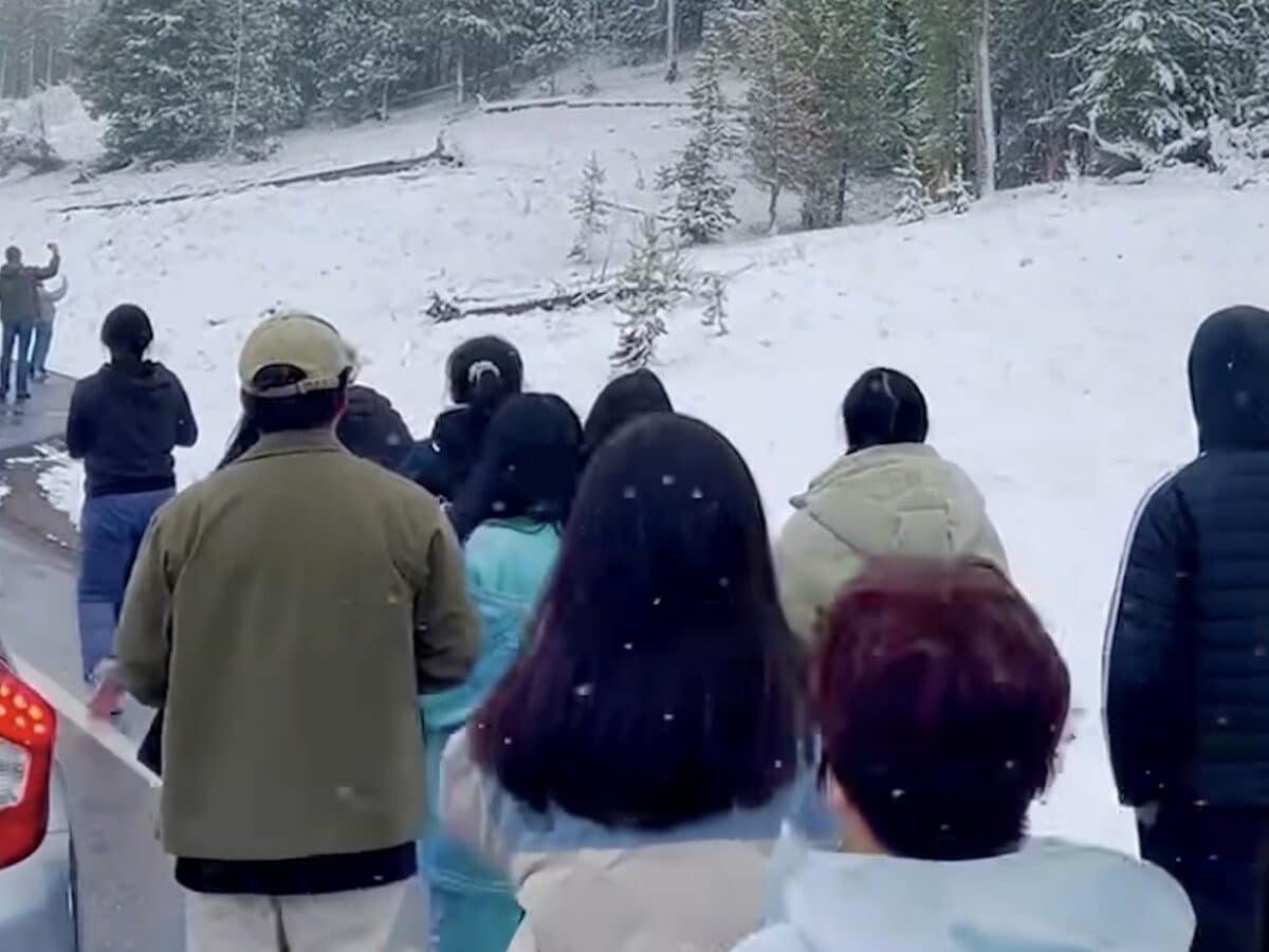 Tourists unwittingly get between mother grizzly and cub @ Yellowstone National Park