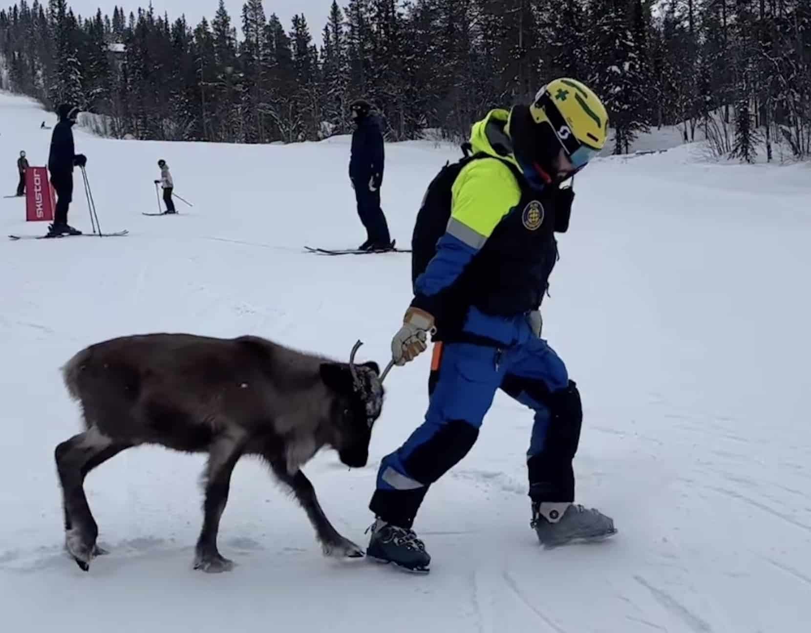 Ski Patroller Removes Little Reindeer From Swedish Ski Resort