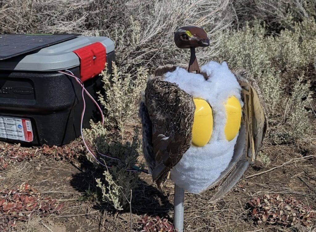 Robo-grouse @ Grand Teton National Park