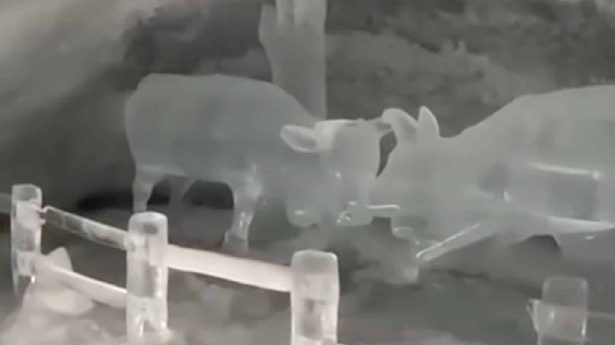 This Is Zermatt's Most Unique Mountain Experience