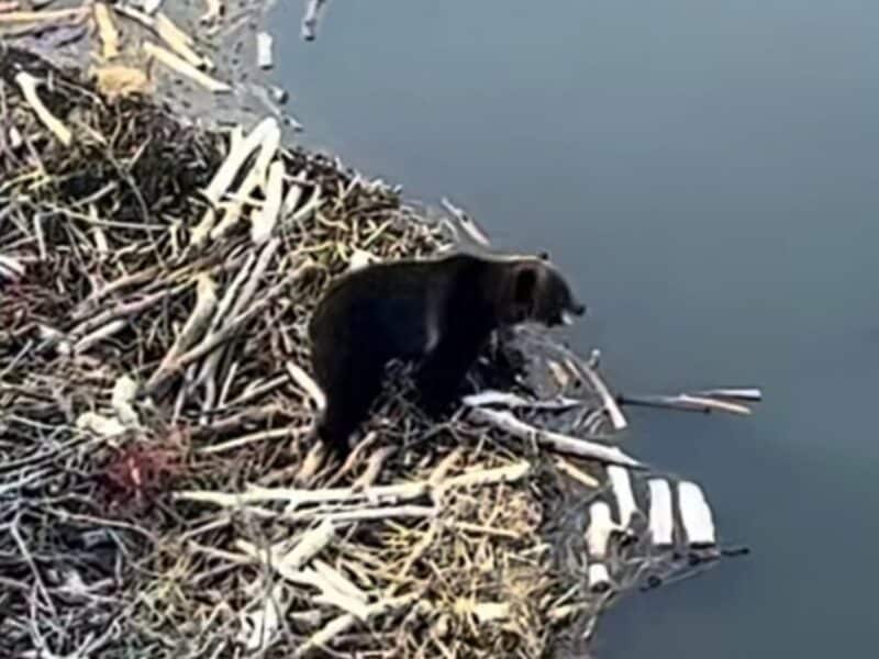 Grizzly emerges from hibernation @ Helena, Montana