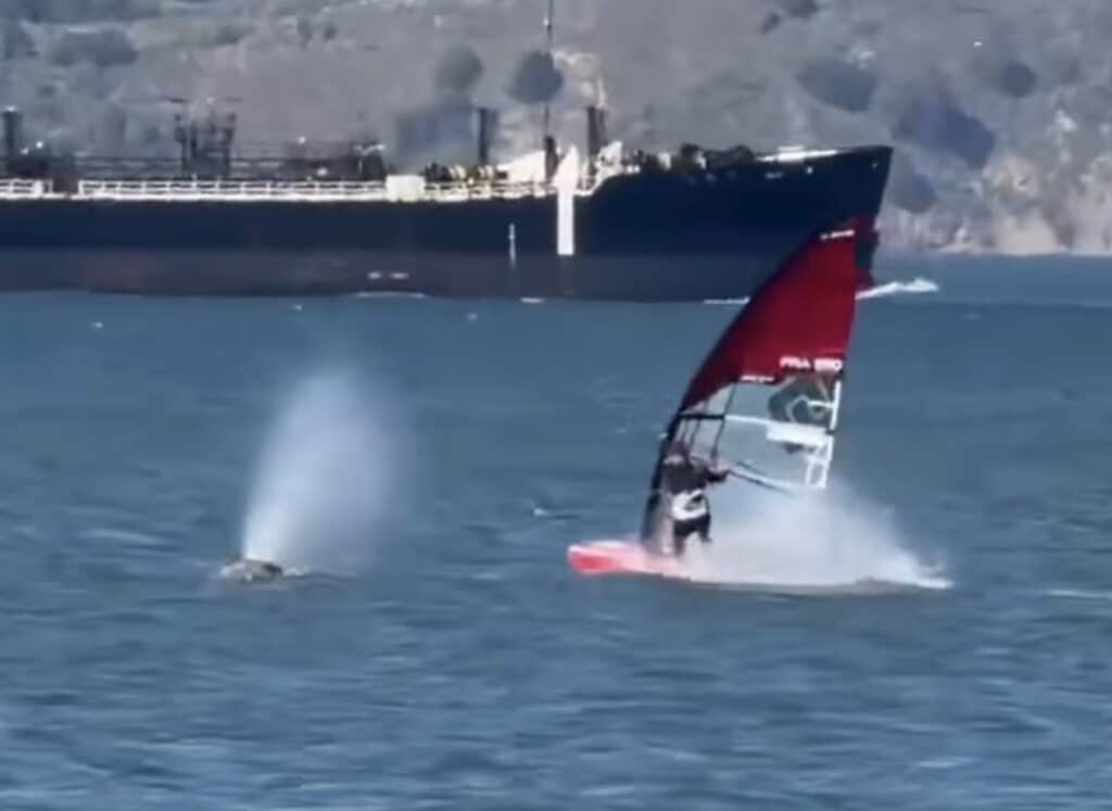 Windsurfer Slams Into Breaching Whale @ San Francisco Bay