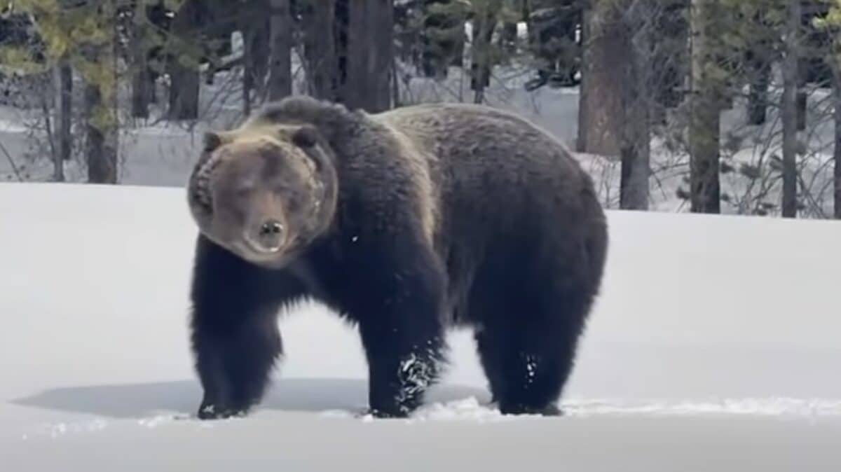 World Famous Grizzly Bear ‘The Boss” Awakens From Hibernation In Banff National Park