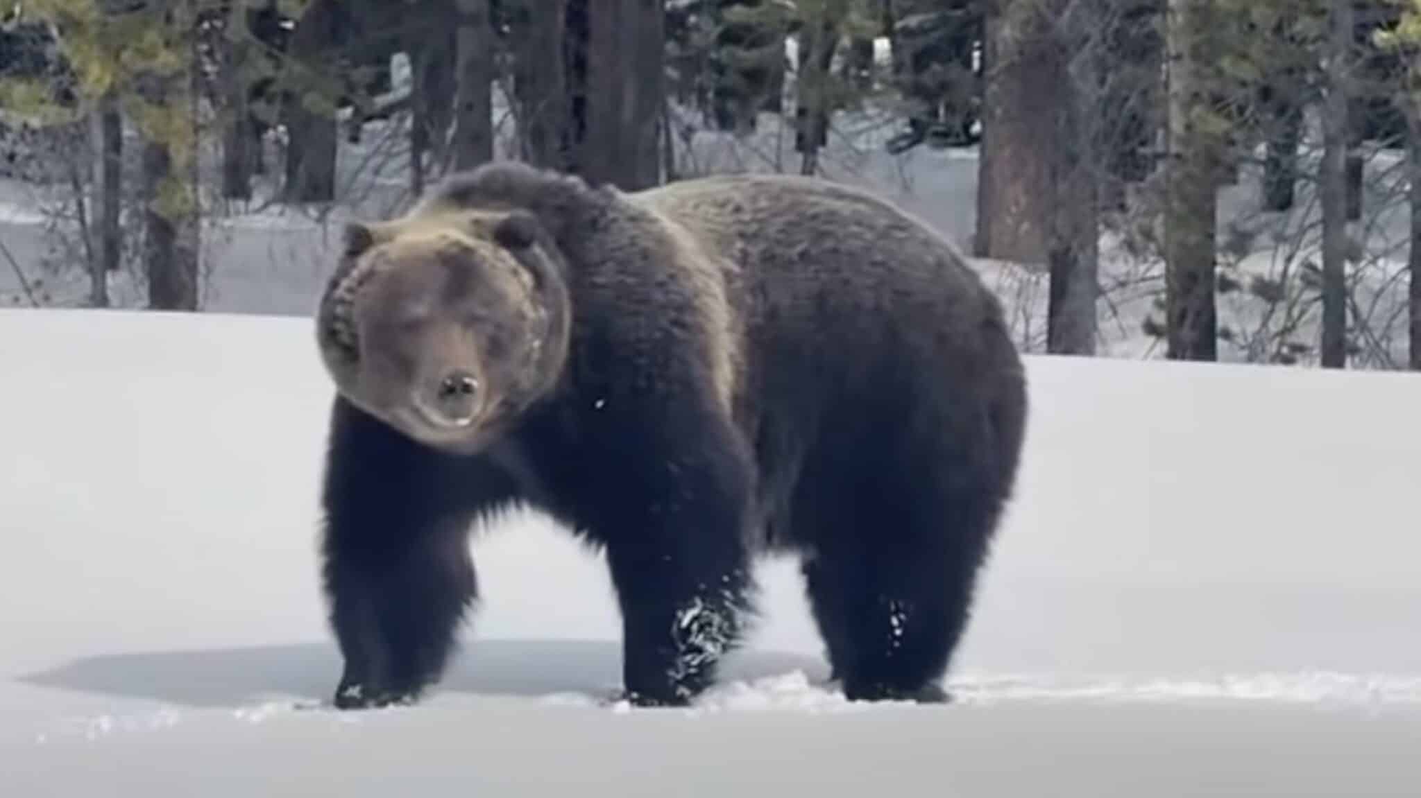 World Famous Grizzly Bear ‘The Boss” Awakens From Hibernation In Banff National Park