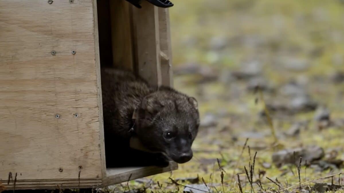 Idaho Relocates Fishers to Northern Mountains in Multi-Agency Conservation Push