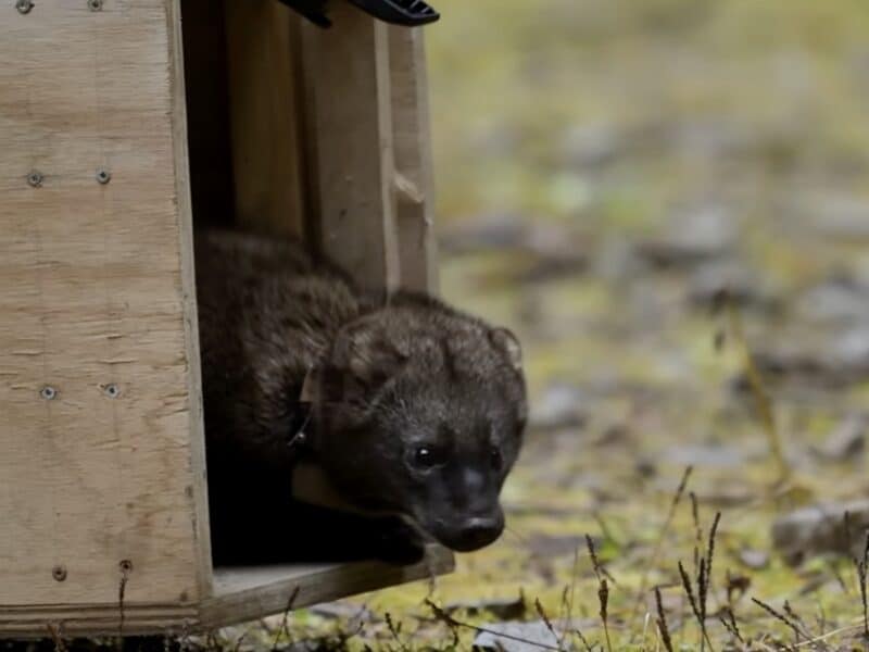 Fisher in Idaho.