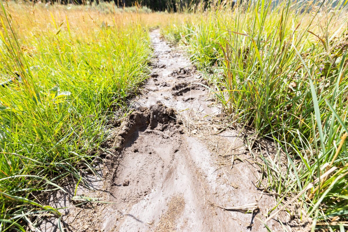 Yellowstone Reminds Visitors That Even Parking Lots