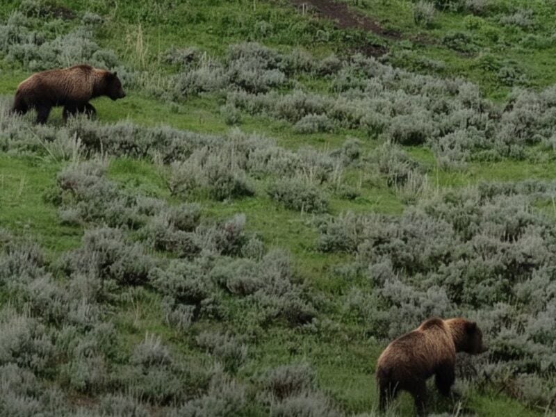 Bison chases grizzly bear @ Yellowstone National Park