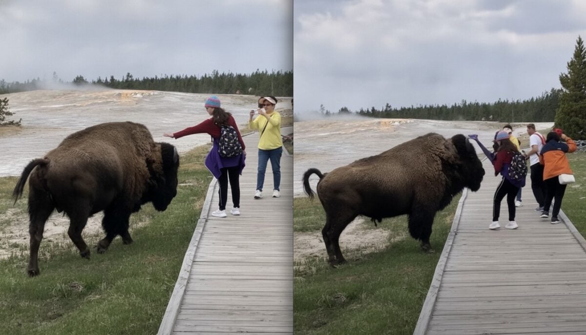 Tourist learns why you shouldn't pet bison @ Yellowstone National Park