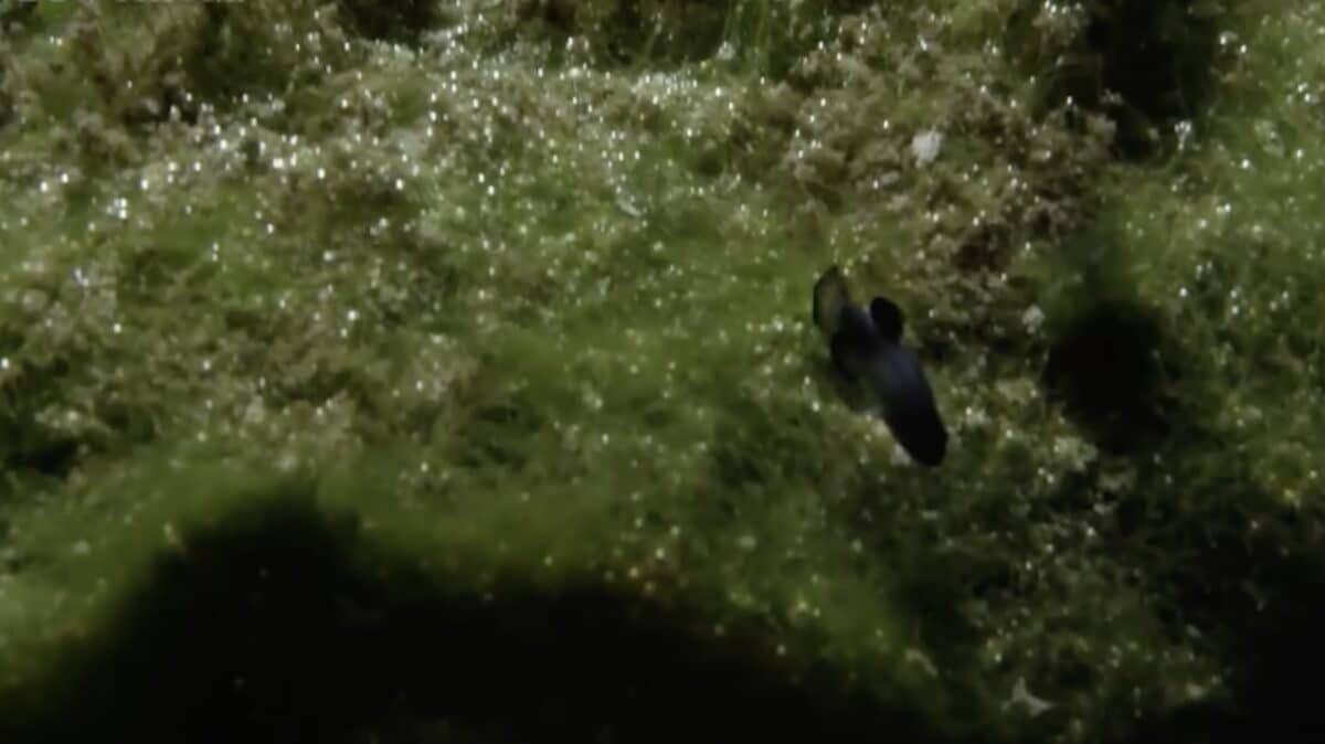 The Rarest Fish on Earth Lives in a Hole in the Mojave Desert