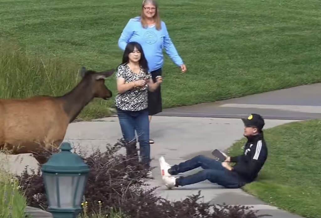 Female elk charges tourist @ Estes Park, Colorado