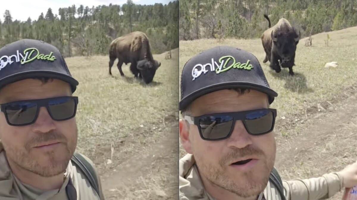 Bison Selfie Taker Experiences Instant Regret at Yellowstone National Park