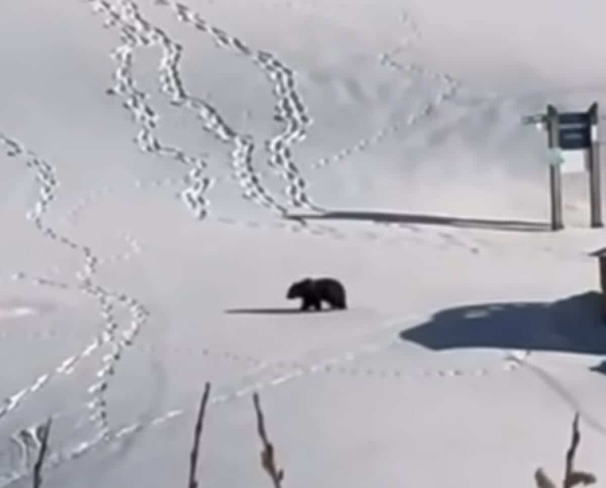 Brown Bear Spotted Wandering The Slopes of French Ski Resort