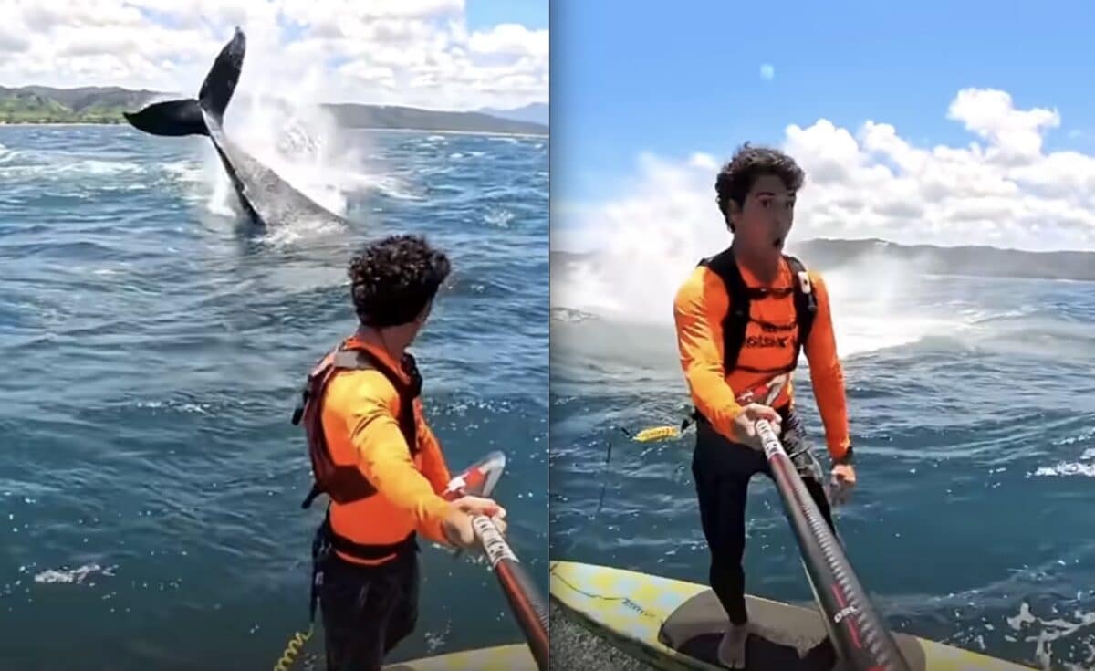 Paddle Boarder Gets The Surprise of a Lifetime in Hawaii