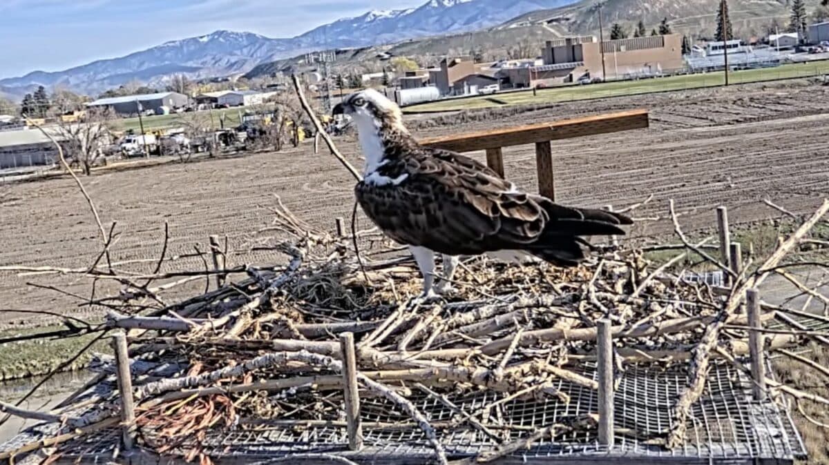 Idaho Fish and Game Launches New Live Osprey Camera In The Salmon River Valley