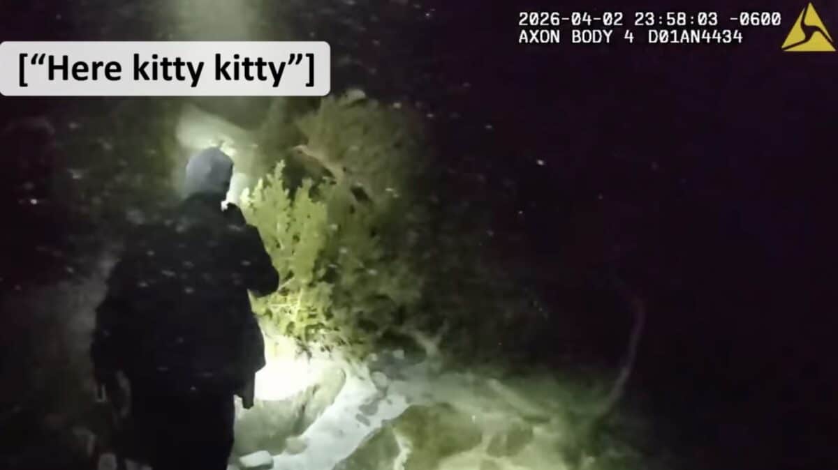 Colorado Campers Reportedly Stalked by Mountain Lion Near Popular Hiking Destination