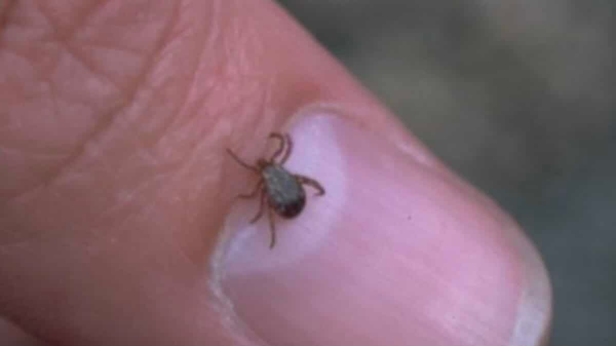 Rocky Mountain National Park Warns Of Ticks As Spring Begins