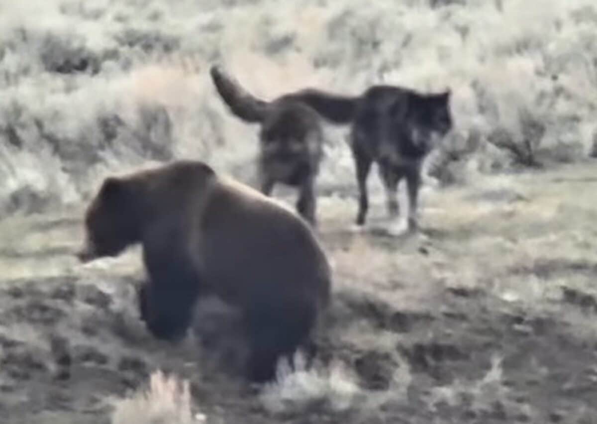 Yellowstone Wolves Fiercely Defend Thawed Carcass From Hungry Grizzly