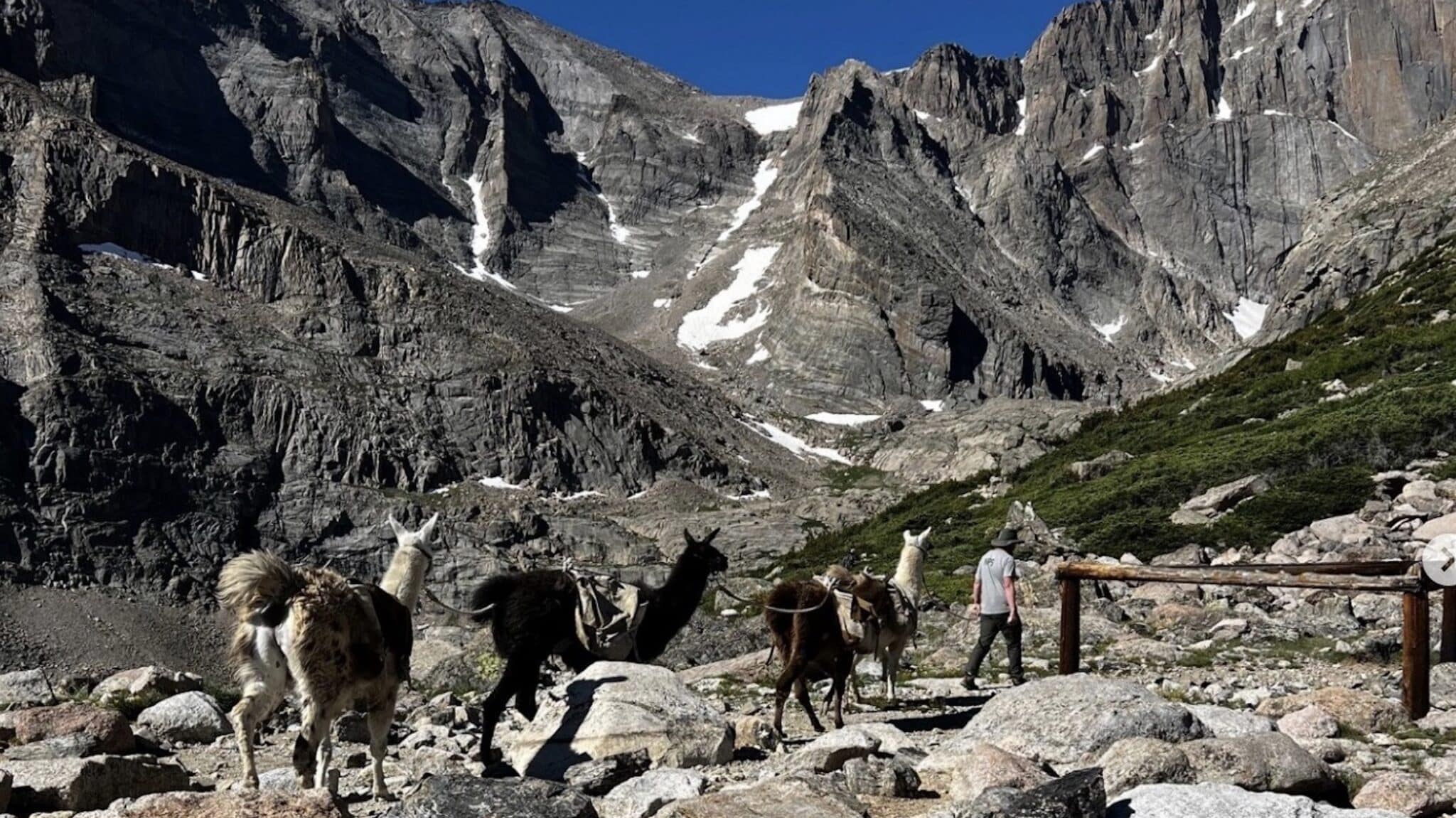 Rocky Mountain National Park Is Hiring Llama Packing Assistant Volunteers For The Summer