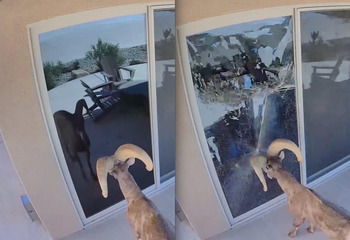 Bighorn Sheep Smashes Sliding Door After Mistaking Reflection For Challenger