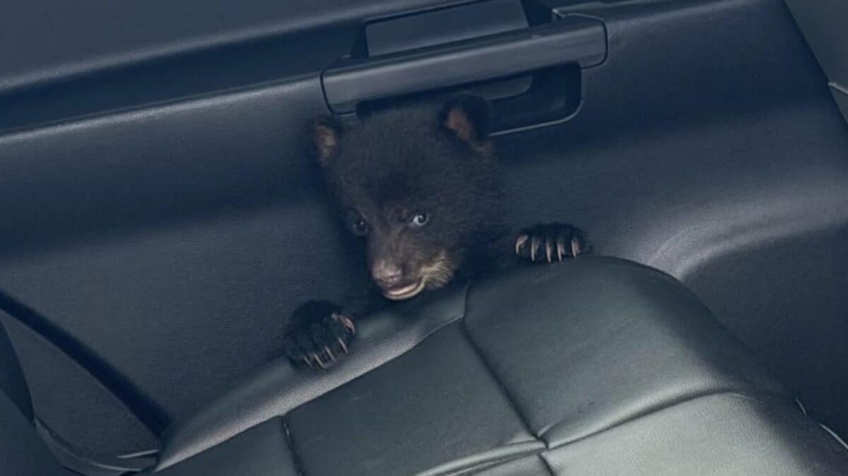 New Jersey State Troopers Rescue Black Bear Cub From Highway Ditch