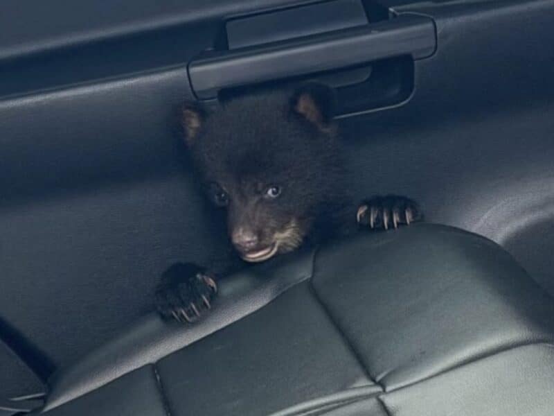 Lone black bear cub rescued in New Jersey.