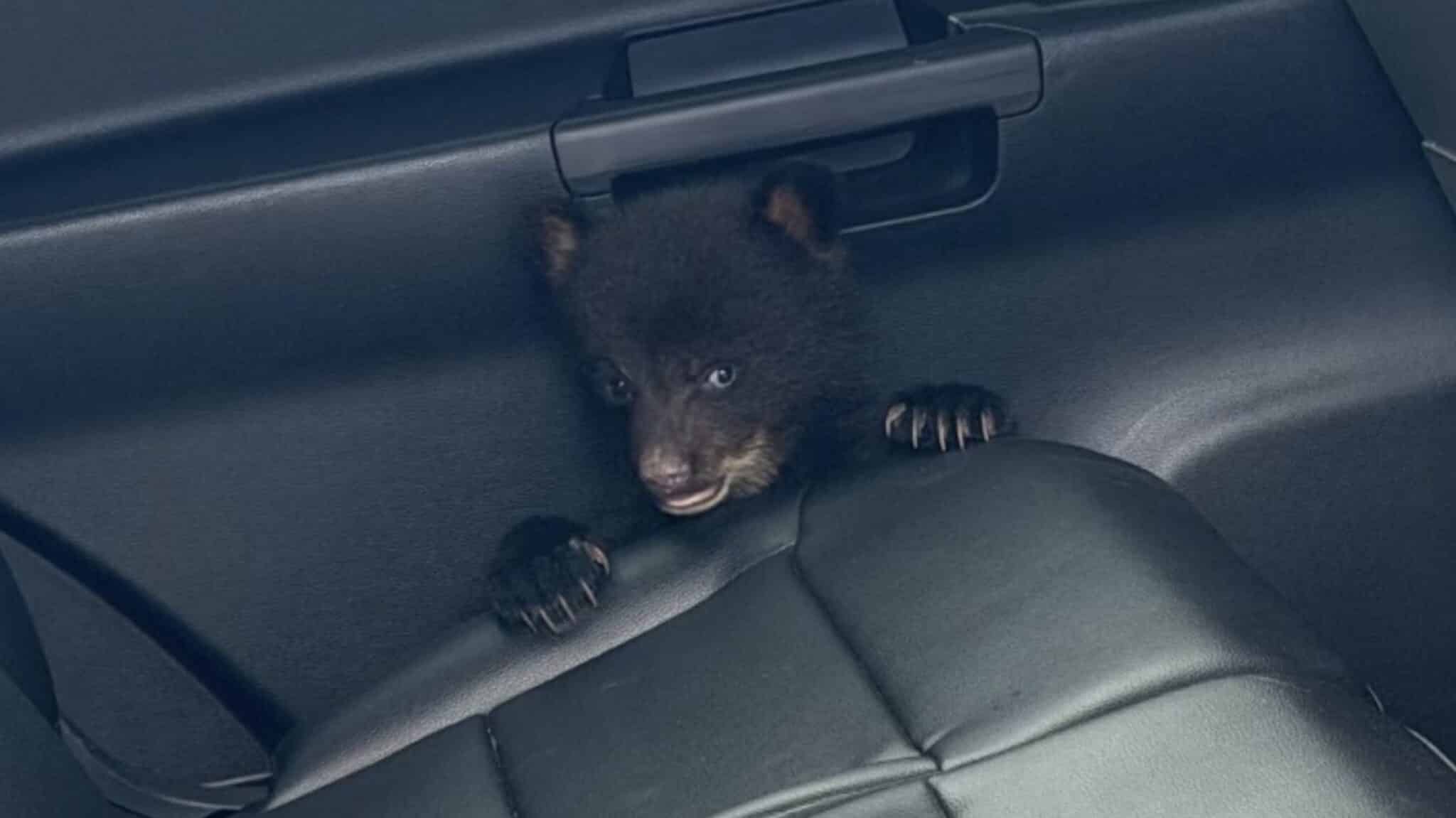 New Jersey State Troopers Rescue Black Bear Cub From Highway Ditch