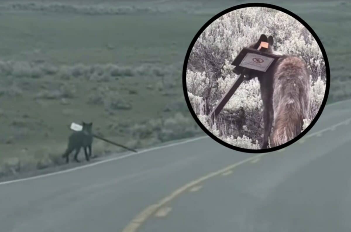 Thieving Yellowstone Wolf Busted Stealing Grizzly Bear Warning Sign