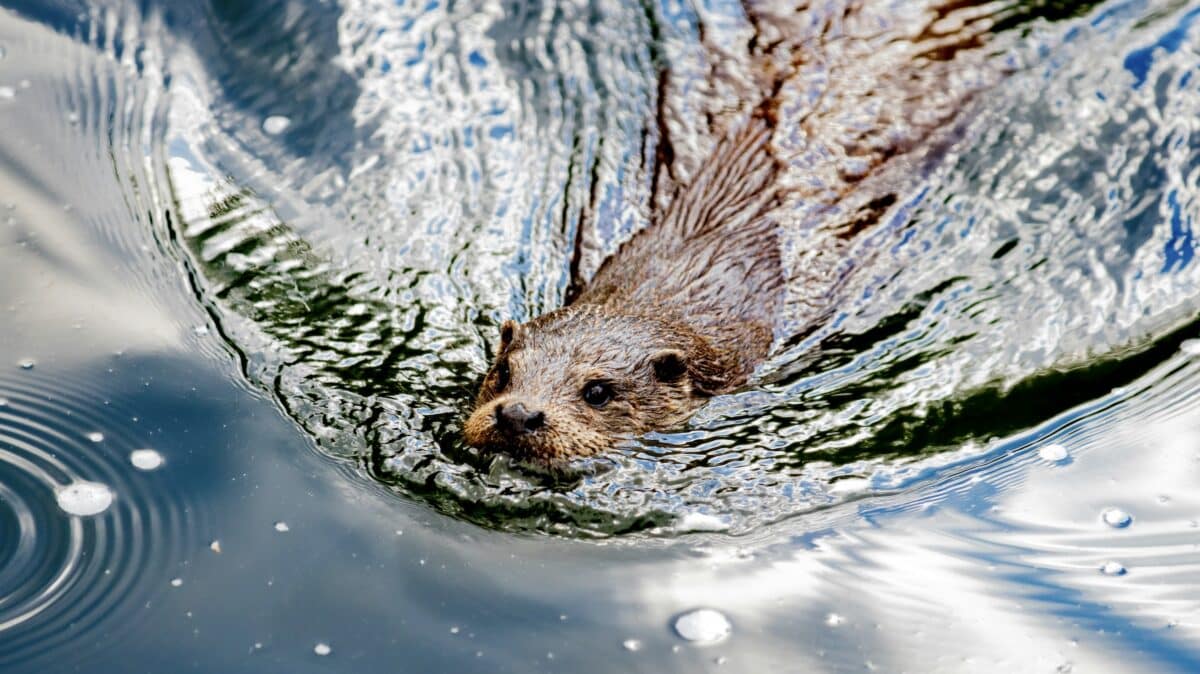 River Otter.