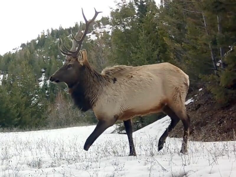 Three legged bull elk caught on trail camera.