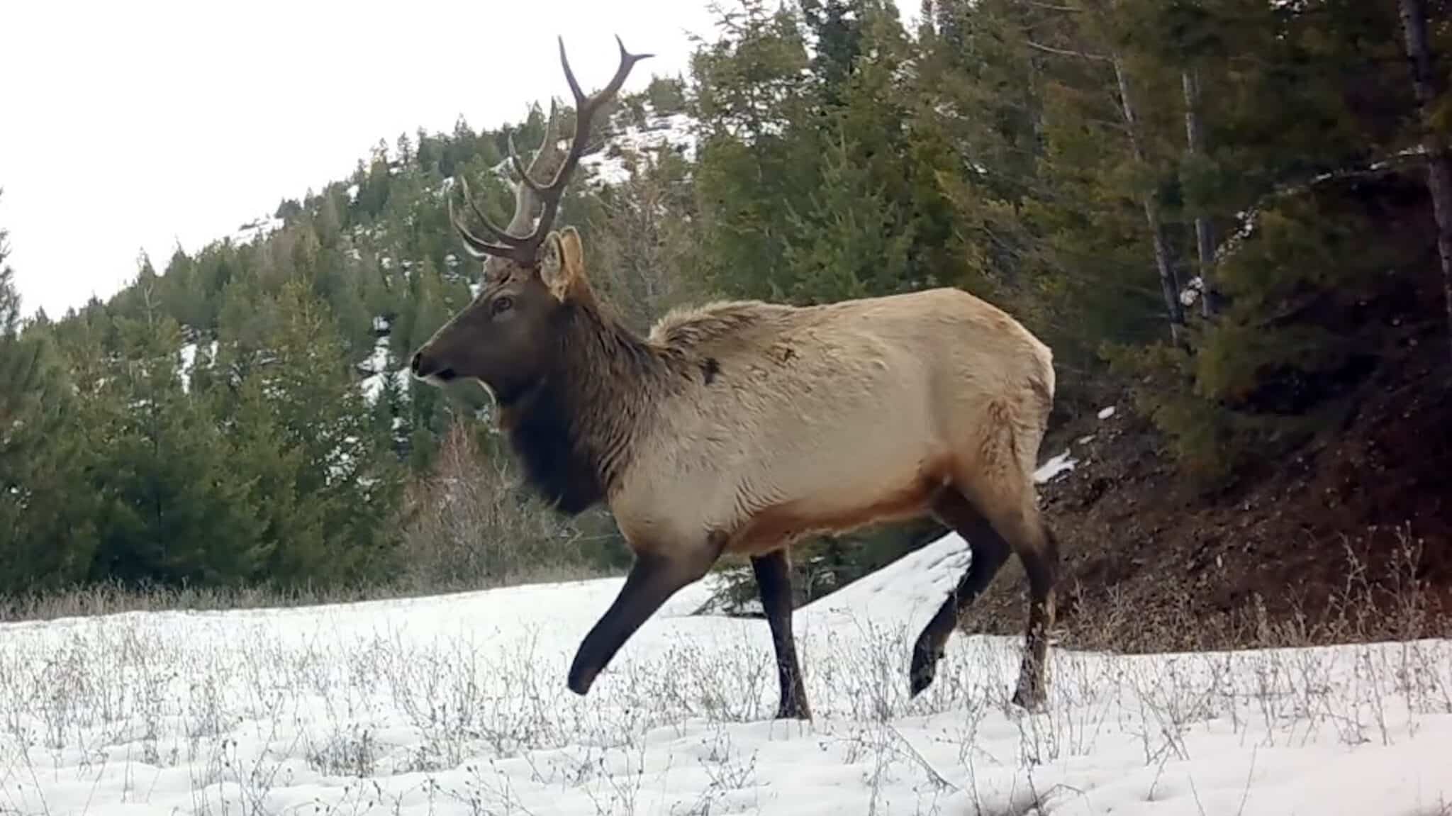 Three Legged Elk Caught On Montana Trail Camera