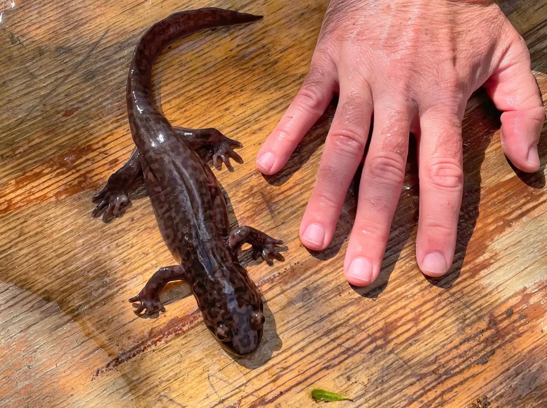 10-inch adult California giant salamander.