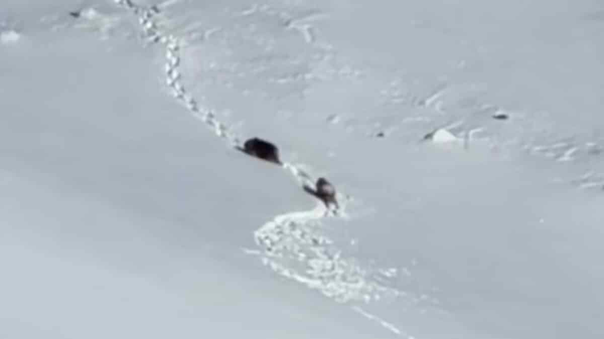 Grizzly Bears Filmed High On Alaskan Mountainside