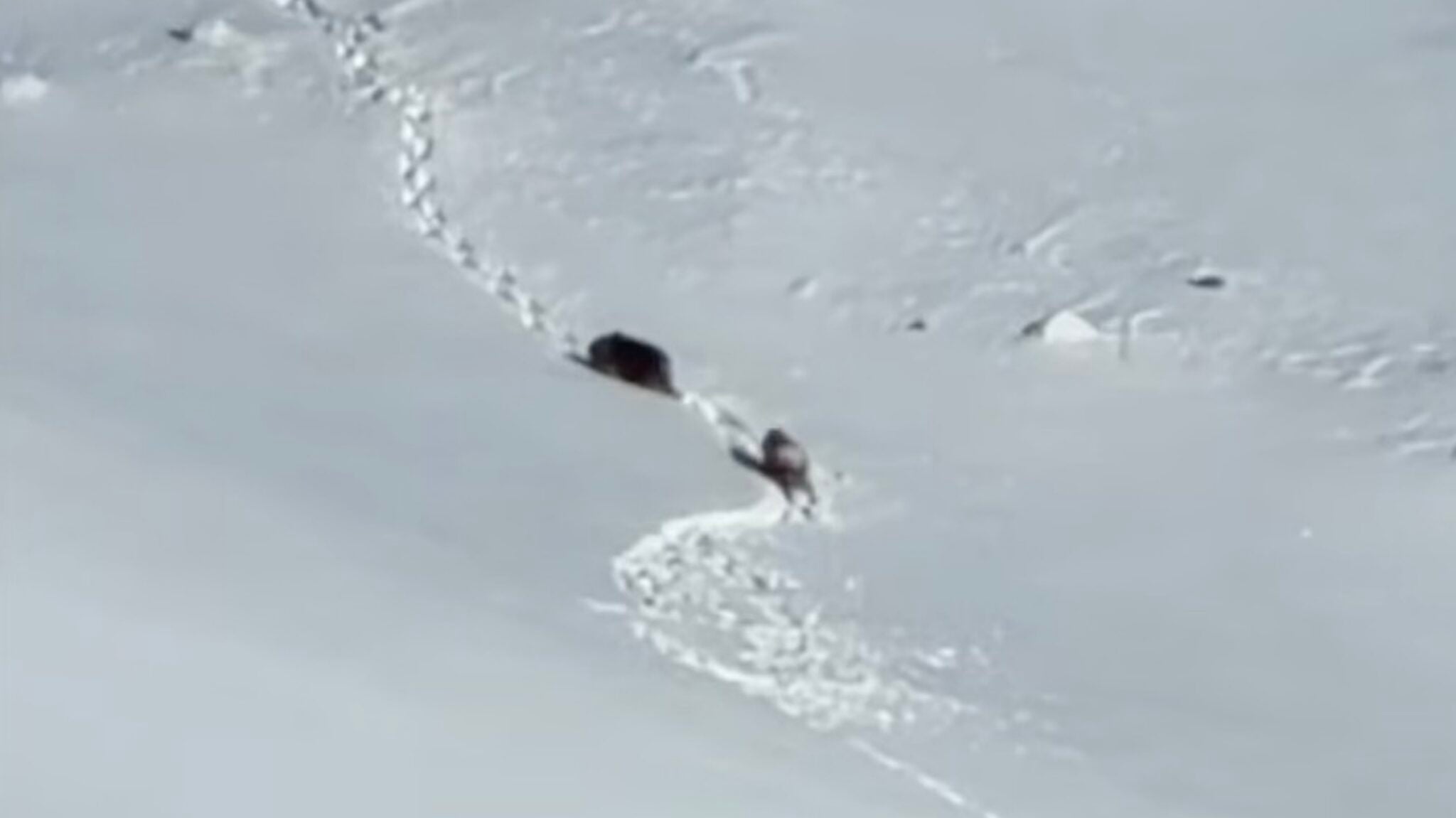 Grizzly Bears Filmed High On Alaskan Mountainside