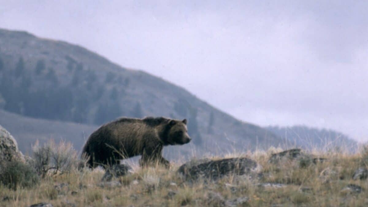 Grizzly bear in Grand Teton National Park.