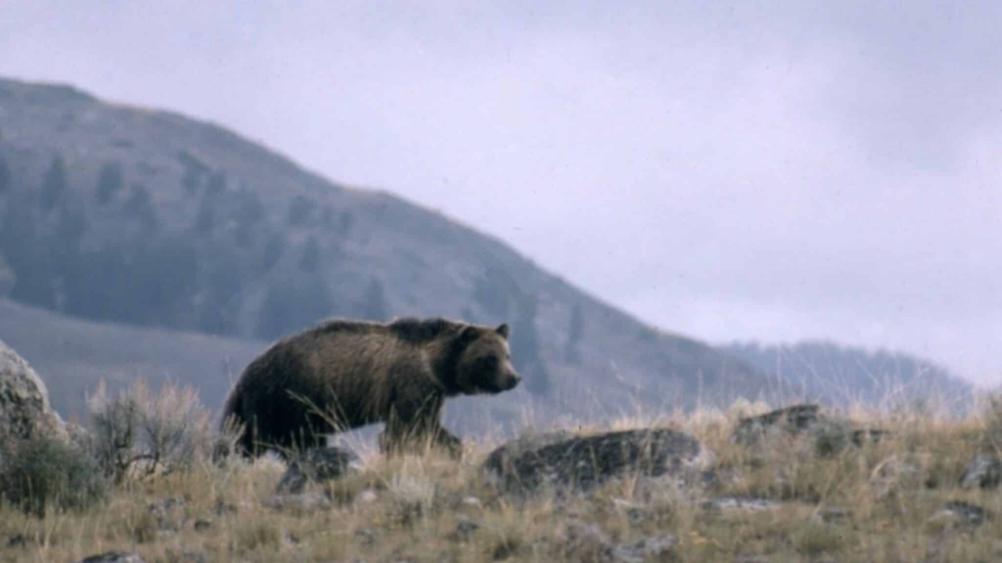 Grand Teton’s Bears Are Awake and Hungry: Here’s How You Can Stay Bear Aware