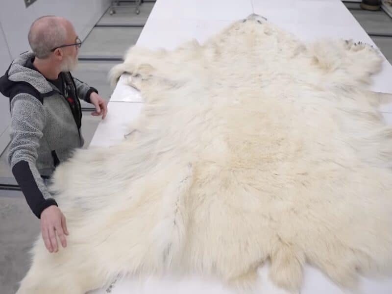 How a polar bear biology myth inspired new jackets.