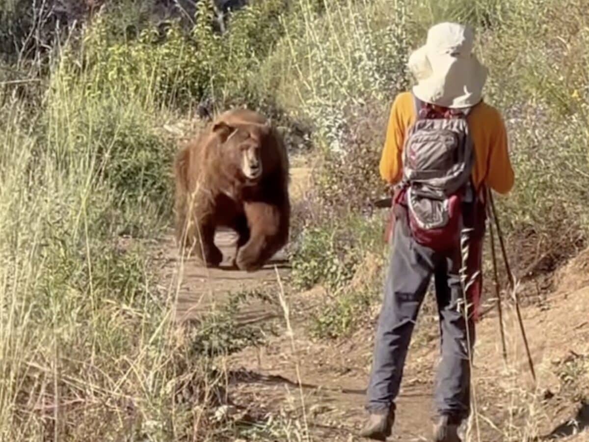 Black bear charges hiker @ Angeles National Forest