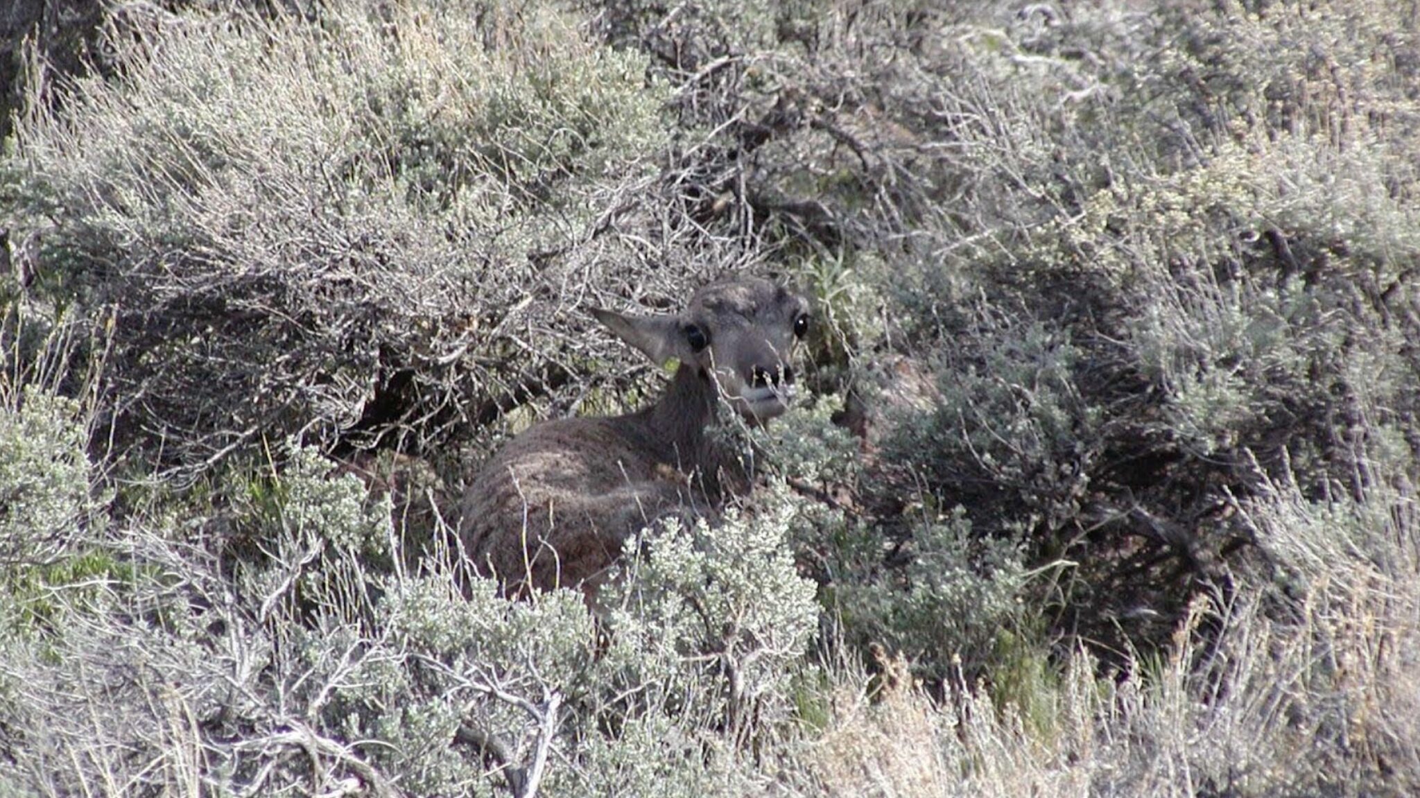 Idaho Fish and Game Warns Against “Rescuing” Baby Wildlife This Spring