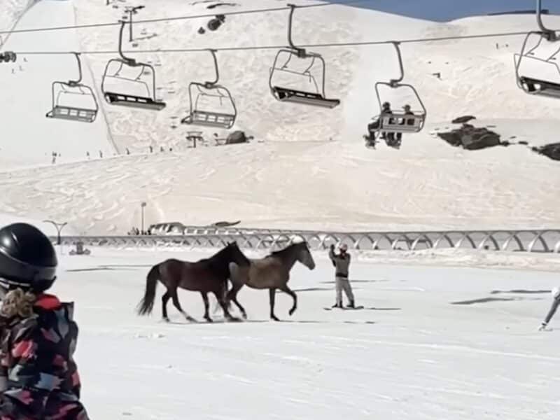 Wild horses on the slopes of Spain's Sierra Nevada ski resort.