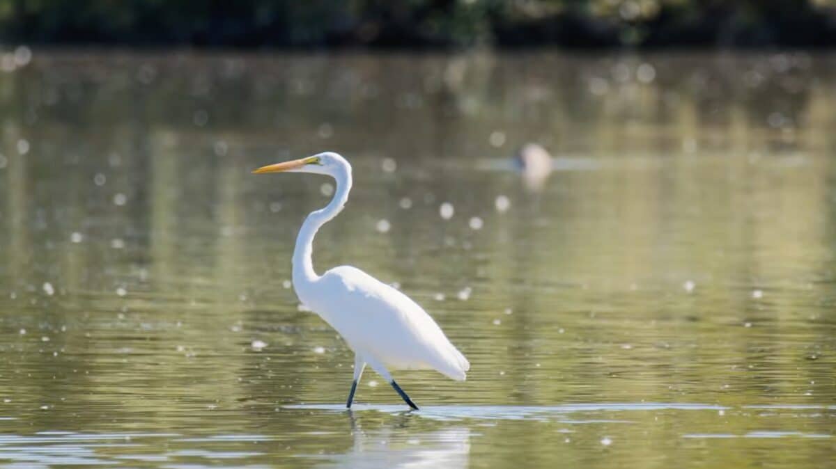 Arizona’s Wetlands Are a Lifeline for Migratory Birds and the People Who Depend on Them