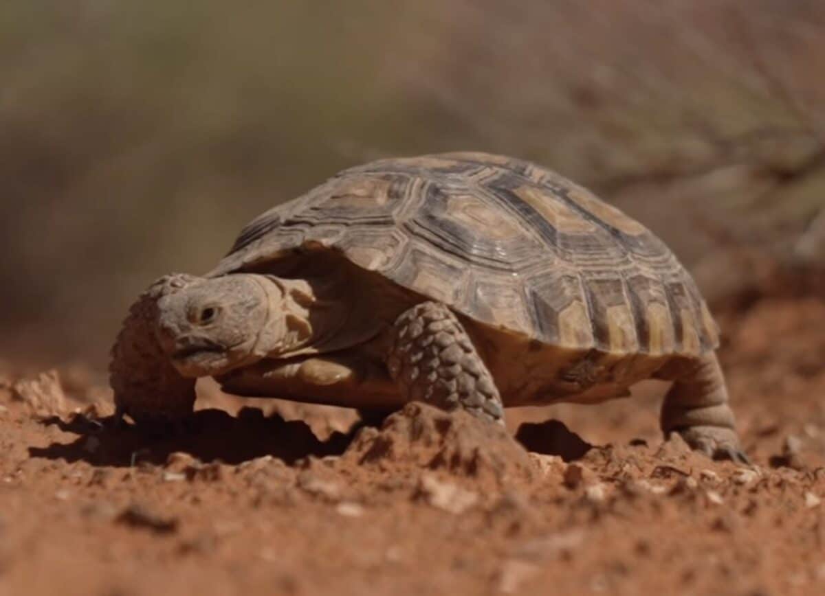 Utah Desert Tortoise Adoption Program